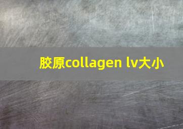 胶原collagen lv大小